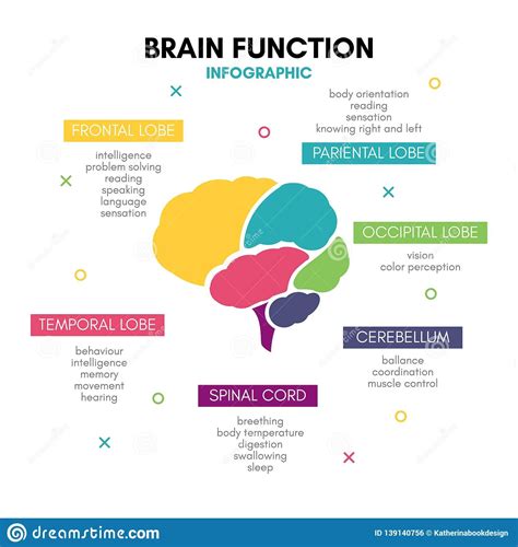 Creative Human Brain Infographic Concept Lobe Mind Illustration About