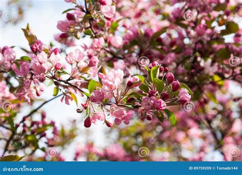 Crabapple Tree In Bloom Stock Image Image Of Natural 89759209