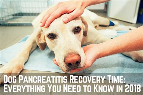 Dietary fat is thought to be a major stimulus for the pancreas to secrete digestive enzymes, which may worsen pancreatic inflammation. Dog Pancreatitis Symptoms, Fixes, Recovery Time | Therapy Pet
