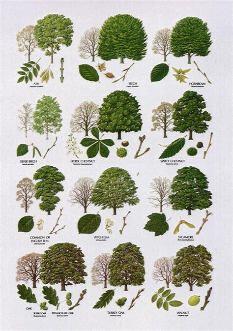 Plants 3 British Tree Leaf Identification Keys Tree Leaf Names