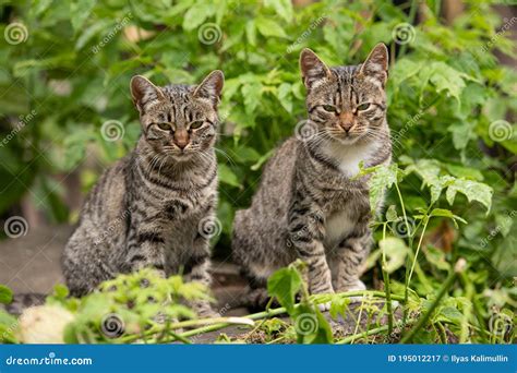 Two Tabby Cats Sit In Grass Outdoor Stock Image Image Of Gray Park