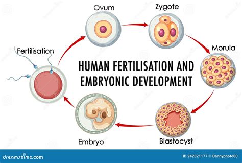 Human Fertilisation Embryonic Development In Human Infographic Cartoon