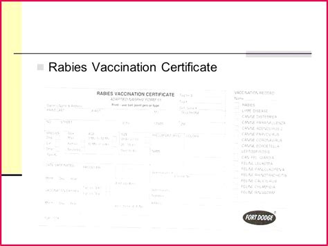 7 Rabies Certificate Template Free 01483 | FabTemplatez