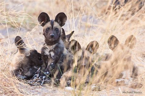 African wild dog pups start to roam with the pack at about three months. 15 Adorable Wildlife Puppies for National Puppy Day : The ...