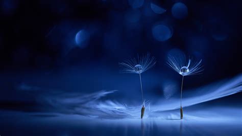 Dandelion Flowers Wallpaper 4k Water Drops Macro