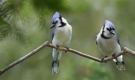 Pair Of Blue Jays 500px Animal Photography Animals Images Art