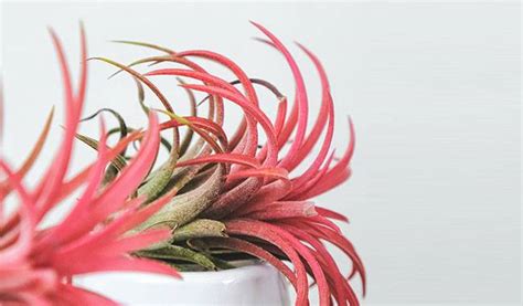 What Is Tillandsia Flower And How To Plant It —
