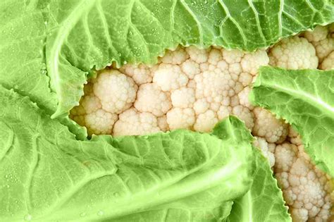 When And How To Blanch Maturing Cauliflower Heads Gardenerpath