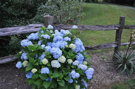 Nikko Blue Hydrangea For Sale At Maples N More Nursery