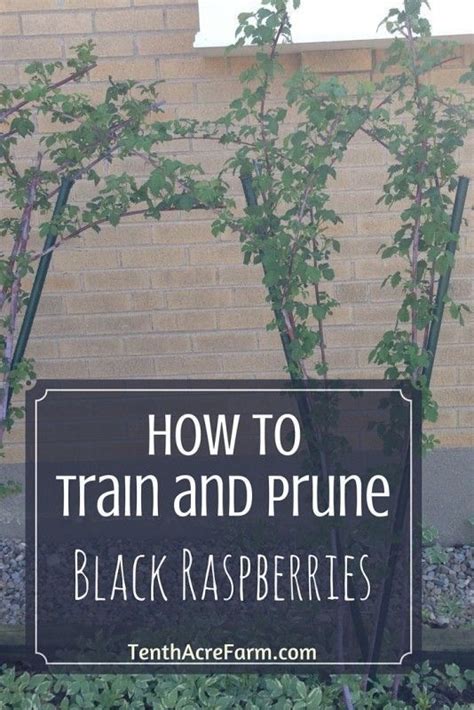 How To Train And Prune Black Raspberries In 2023 Black Raspberry