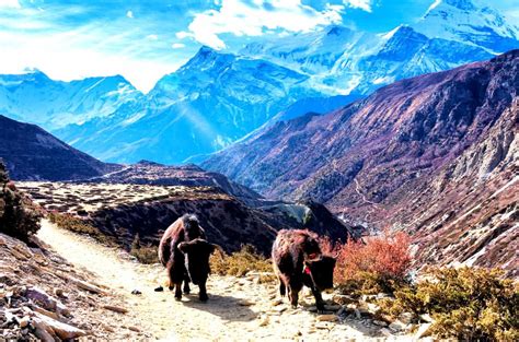 7 Best National Park In Nepal Beautiful Wildlife Places To Visit Nepal