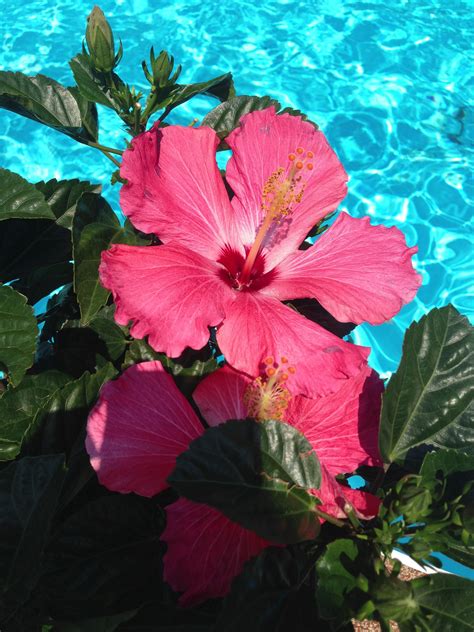 Beautiful Hibiscus By The Pool Flower Wallpaper Summer Wallpaper