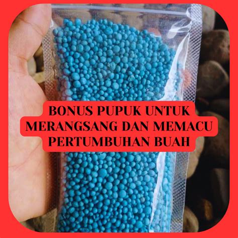 Sawo Jumbo Pusat Bibit Bergaransi