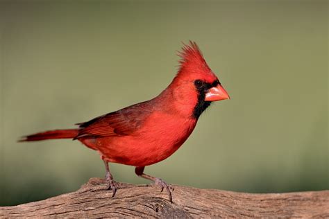 Northern Cardinal Northern Cardinal Cardinalis Cardinalis Flickr