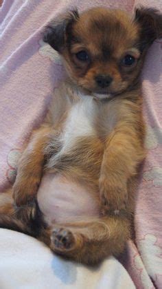 With their small stature, a little trim truly goes a long way. 72 Best Long Hair Chihuahua images | Cute puppies, Little ...