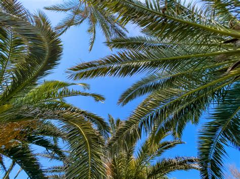 Palm Trees Against Sky Free Stock Photo Public Domain Pictures