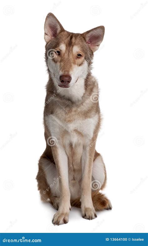 Front View Of Saarlooswolf Dog Sitting Stock Photo Image Of Attentive