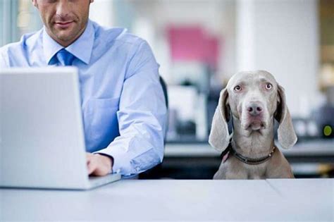 Wichtig ist, dass du dein hundekind nicht unter druck setzt. 57 HQ Images Wann Sind Hunde Stubenrein - Hund frisst ...