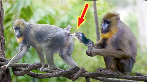 Mother Mandrill Monkey Giving Birth And Feeding Cute Baby Sweet