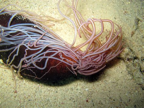 Sea Cucumbers Tetiaroa Society