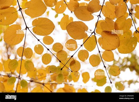 Cercidiphyllum Japonicum Branch With Round Yellow Leaves Autumn