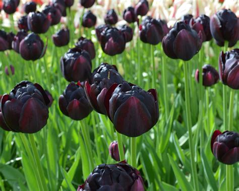 Tulip Black Hero Bulbs — Buy Online At Farmer Gracy Uk