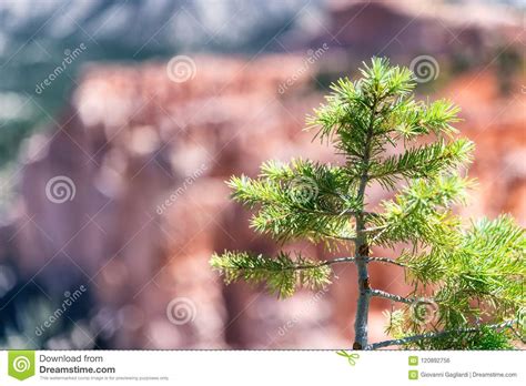 Small Pine Tree With Mountain Landscape In Background Stock Photo