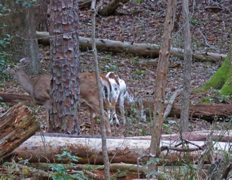 Rare White Fawn Spotted In Greenbelt National Park New