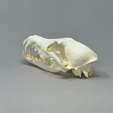 Coyote Skull Replica Coyote Replica Skulls Coyote Bones Replica Skulls