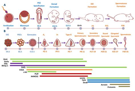 Development Cycle Of Male Mouse Germ Cell A Timeline Of Sex Download Scientific Diagram