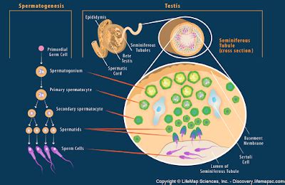 Struktur Dan Fungsi Organ Reproduksi Pada Manusia Biologine Pak Mycunk