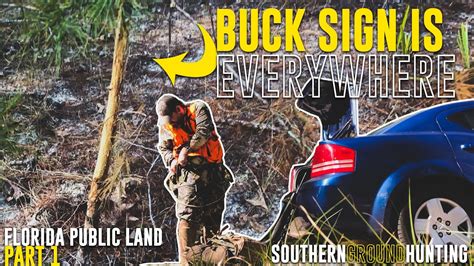 Buck Rubs And Scrapes Are All Over Ocala National Forest Florida