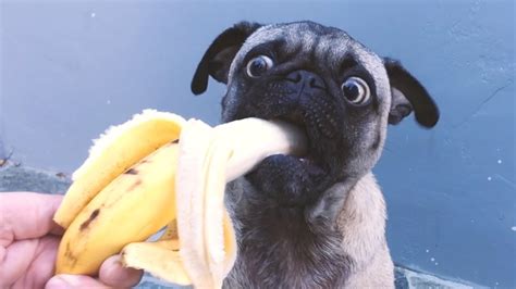 Mean Mug Pug Banana Snack Youtube