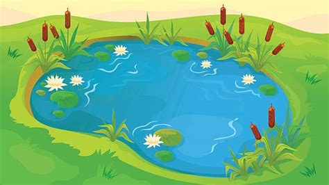 Pond Clip Art Vector Images And Illustrations Istock