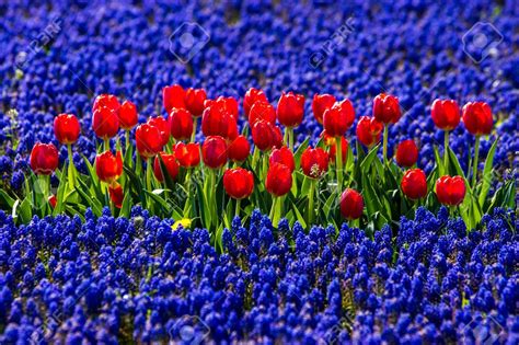 Tulipanes Rojos En El Campo De Flores De Color Azul Fotos Campos