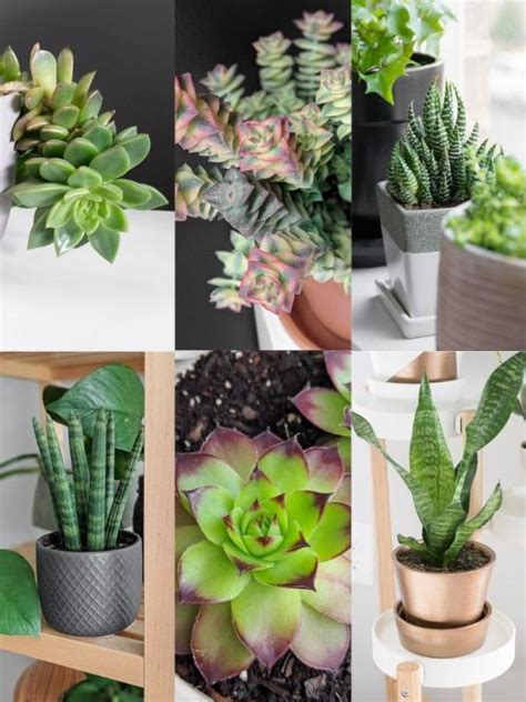 10 Of The Best Succulents To Start Your Plant Obsession