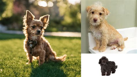 Chi Poo Dog Breed A Perfect Blend Of Poodle And Chihuahua Traits