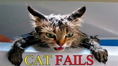 Cats Vs Water Cats Falling In Water Funny Cats 2016 Funny Cat Bathing Compilation Part 1