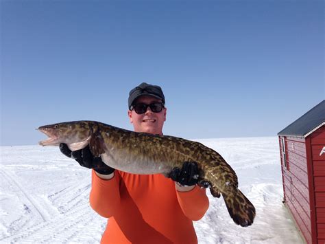 Burbot Ice Fishing Michigan Sportsman Forum