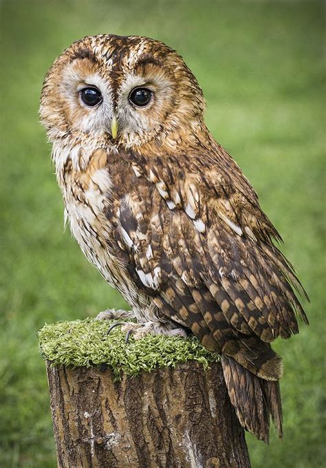 According to the cafe's website, the owls are. Young Tawny by Andy Butler on 500px | Tawny owl
