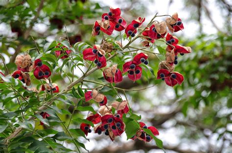 The colour of the unopened bud is really black & the open blooms reveal a deep but still. Trees and Plants: Black Pearl