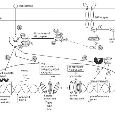 Schematic Representation Of The Pathophysiology Of Allergic Rhinitis