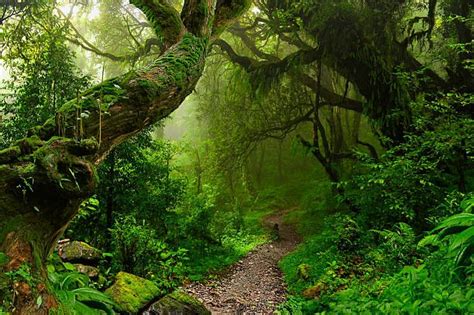 Nepal Jungle Stock Photo Landscape Concept Jungle Forest Scenery