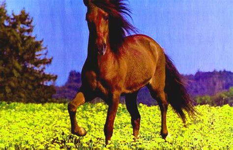 Bay Horse In Yellow Flowers Horses In Flowers Bay Horses Horses