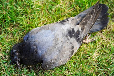 Dead Pigeon On A Pavement Stock Photos Pictures And Royalty Free Images