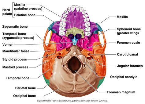 Head And Neck Anatomy Slide Set