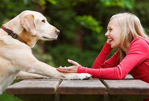 Dog Behaviors Explained In Plain Talk By The Experts Decoding Your Dog