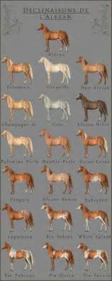 29 Best Horse Breed Chart Images Horse Breeds Horses