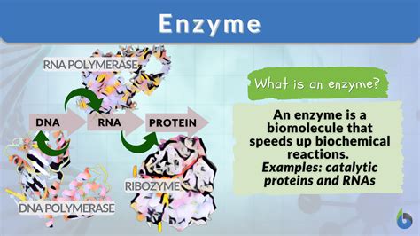 Enzyme Definition And Examples Biology Online Dictionary