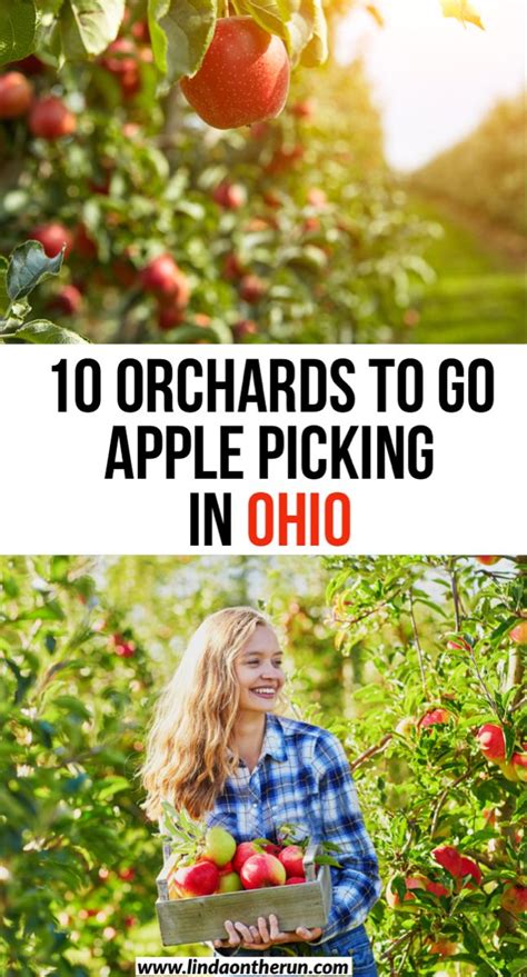 10 Lovely Orchards To Go Apple Picking In Ohio Linda On The Run In